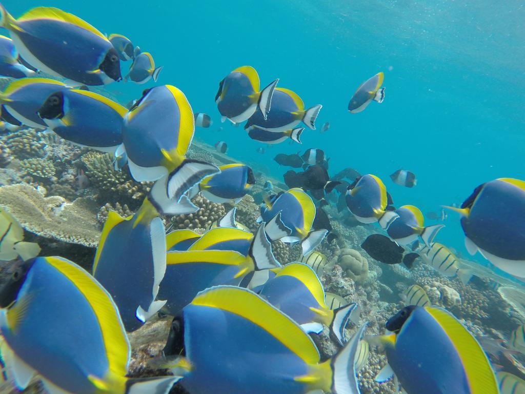 Rasdhoo Coralville Luaran gambar