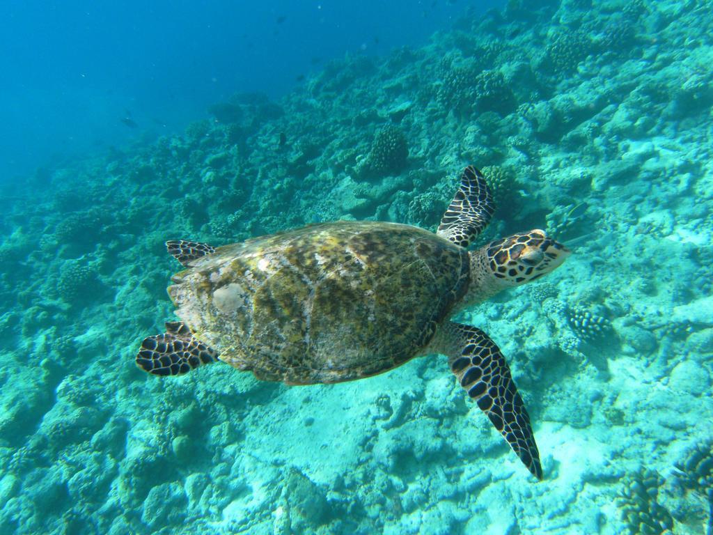 Rasdhoo Coralville Luaran gambar