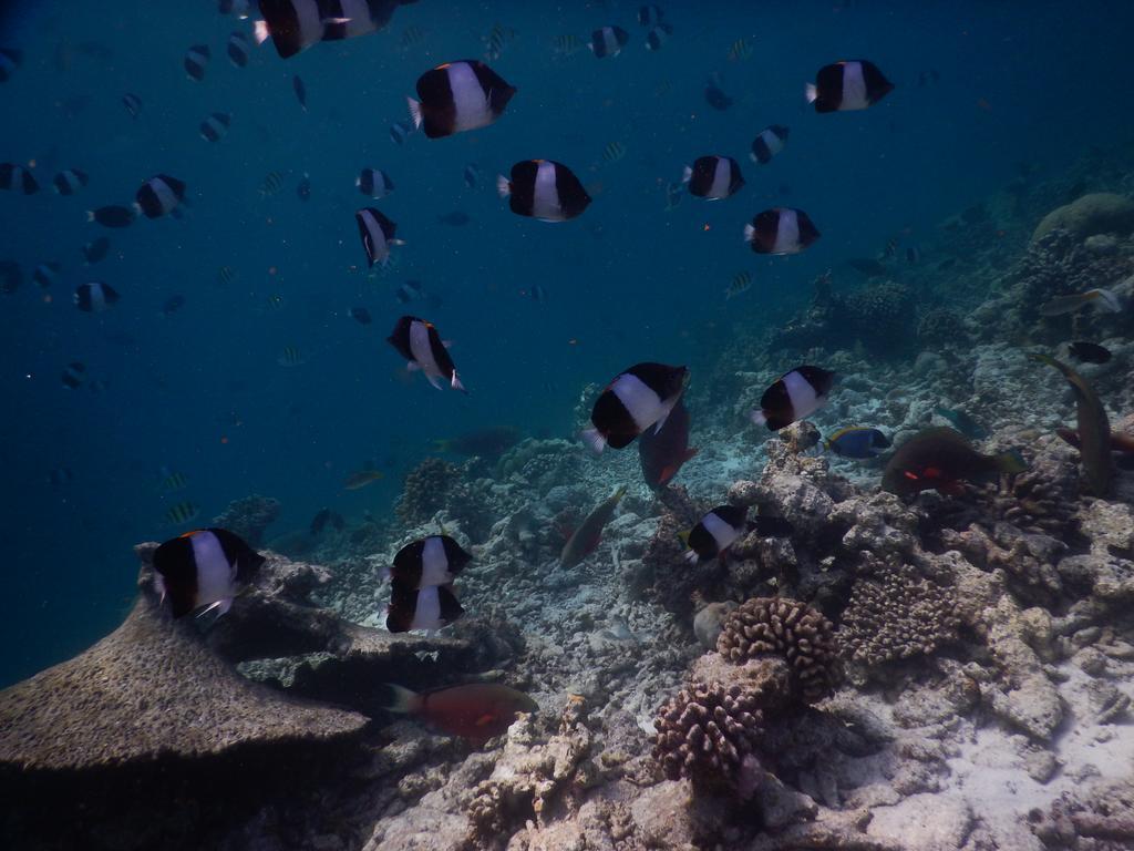Rasdhoo Coralville Luaran gambar