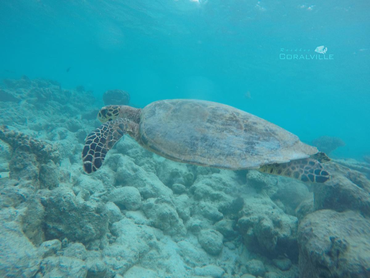 Rasdhoo Coralville Luaran gambar