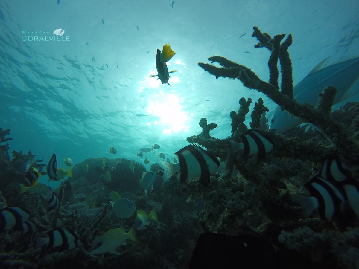 Rasdhoo Coralville Luaran gambar
