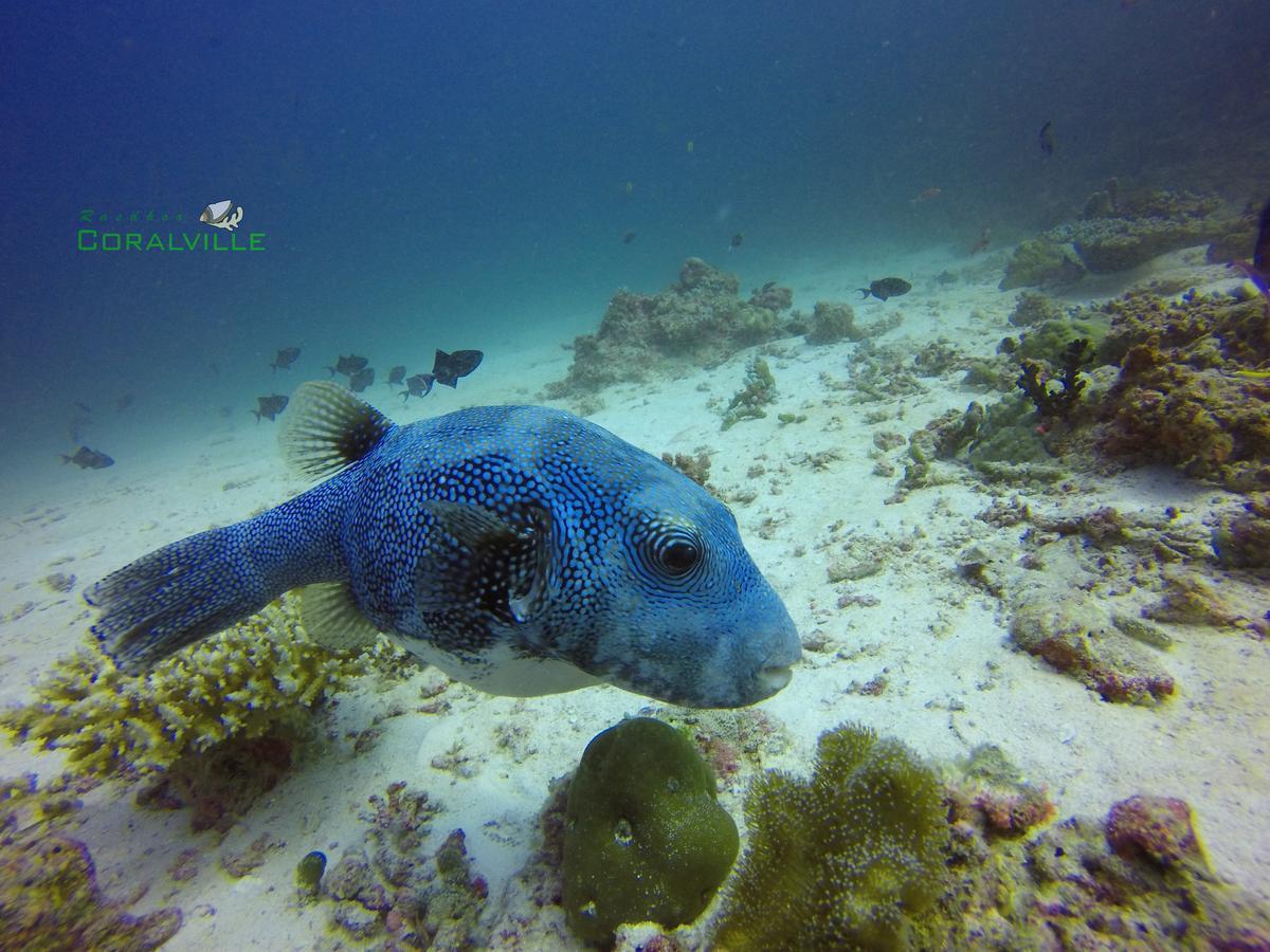 Rasdhoo Coralville Luaran gambar